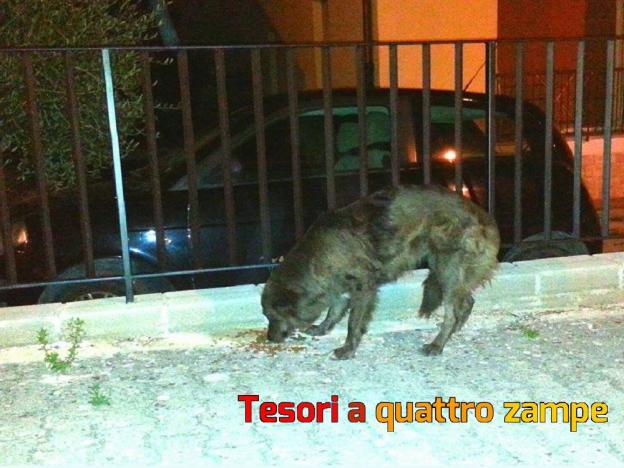 cane_marrone_rosso_masci