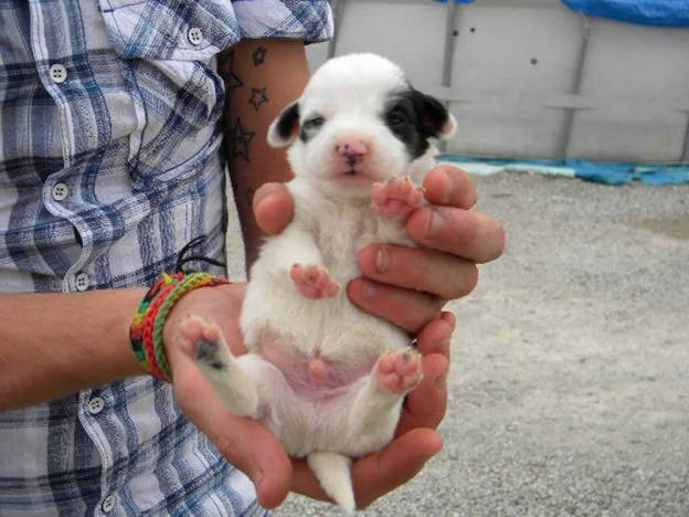 cane_maschio_basilicata