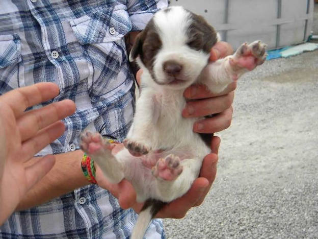 cane_maschio_basilicata2