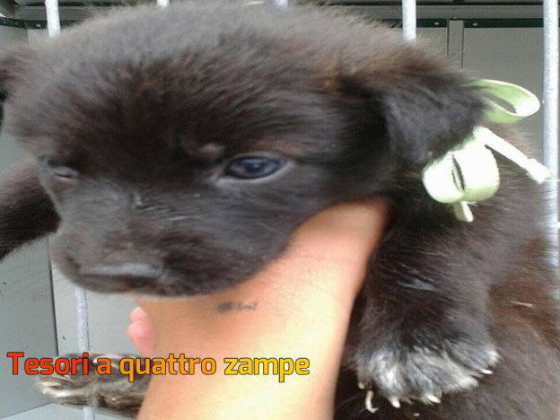cane_maschio_canile_sanitario_adf