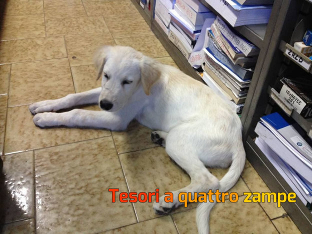 cane_osteria_nuova_bianco