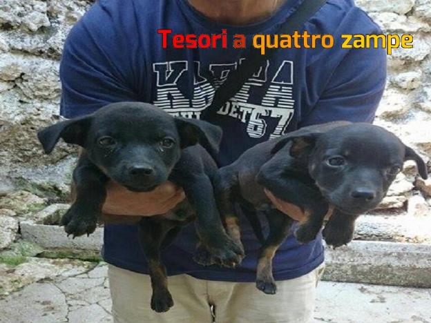 cane_pincher_la_foresta