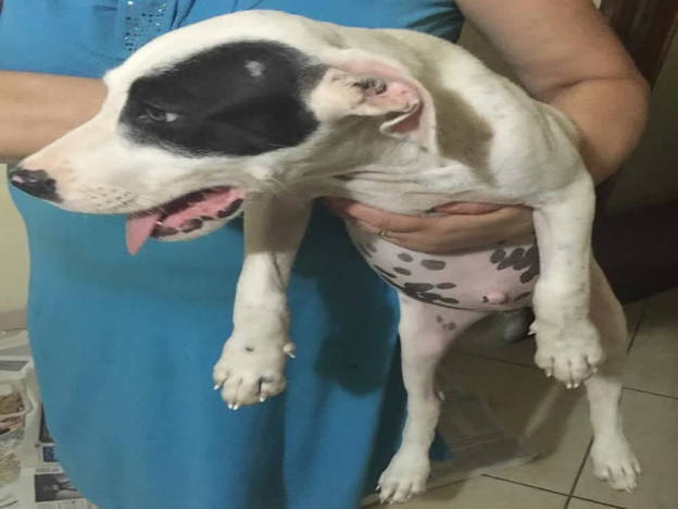 cane_pongo