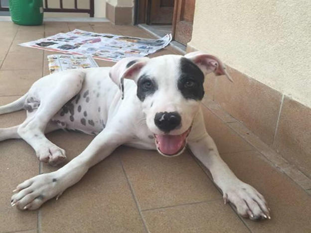 cane_pongo4