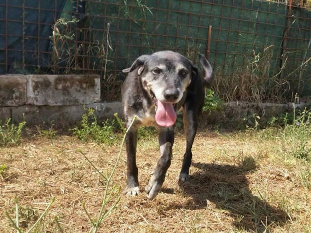cane_regina_2_libera