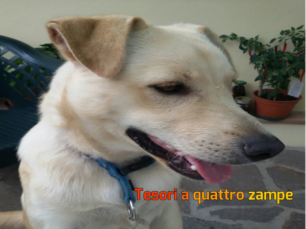 cane_salaria_san_banedetto_vdr
