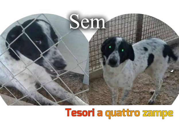 cane_sem