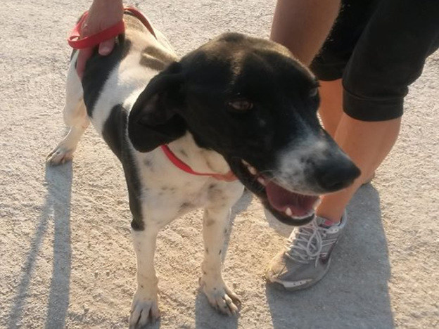 cane_setter_canile_sanitario7