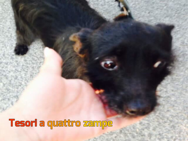 cane_shila2