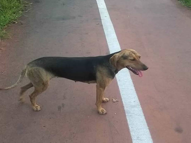 cane_stadio_raul_guidobaldi