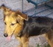 cane_trovato_al_canile_raffaella03