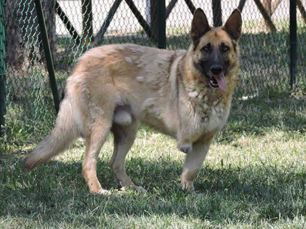 cane_zack_tripode