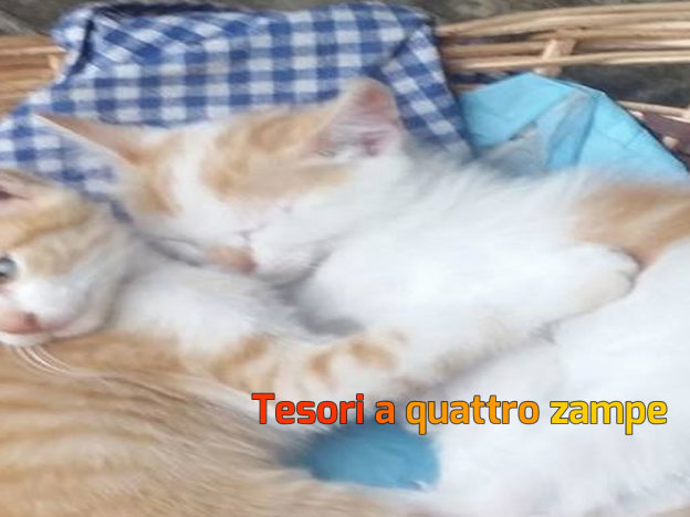 gatto_attila_corradini