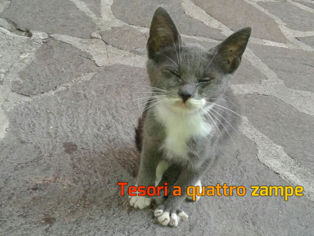 gatto_croste_raffaella2
