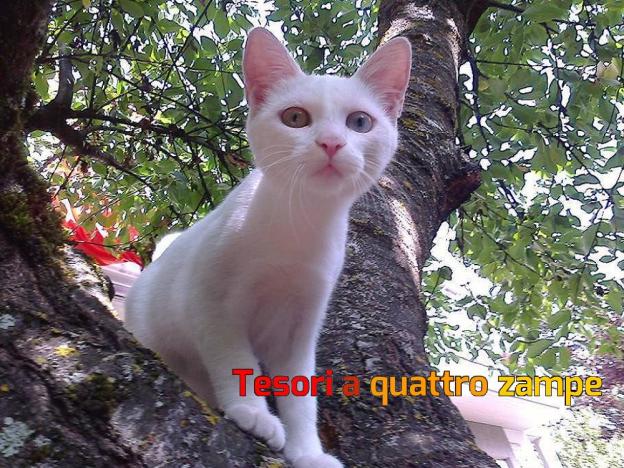 gatto_gatta_yumi2