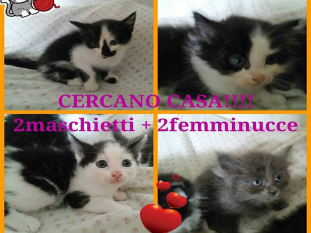 gatto_gatti4