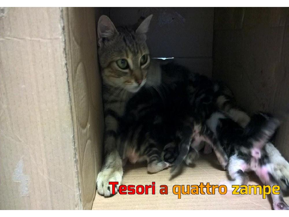 Famigliola a 4 zampe cerca uno stallo