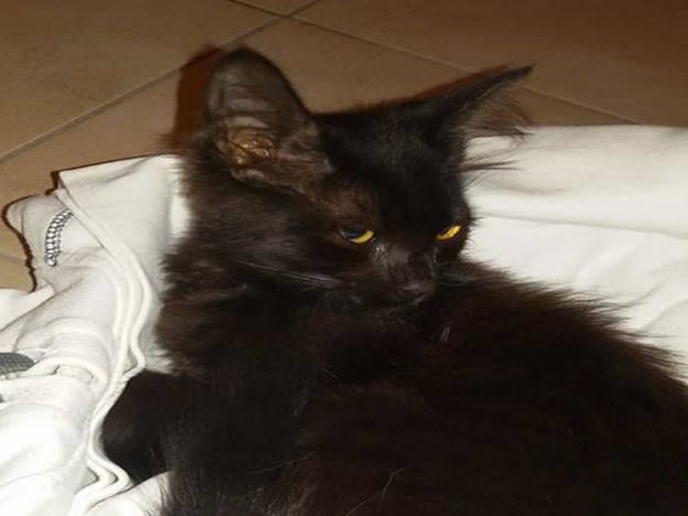gatto_gattina_celeste_nina