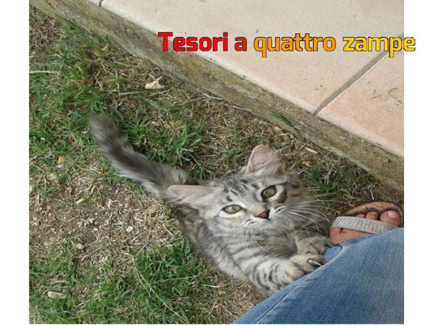 gatto_gattina_labro_mtr