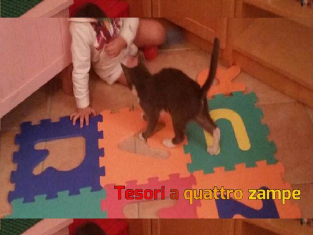 gatto_gattino_problemi_agli_occhi_adottato