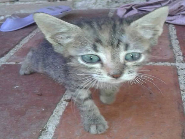 gatto_micro_gatto