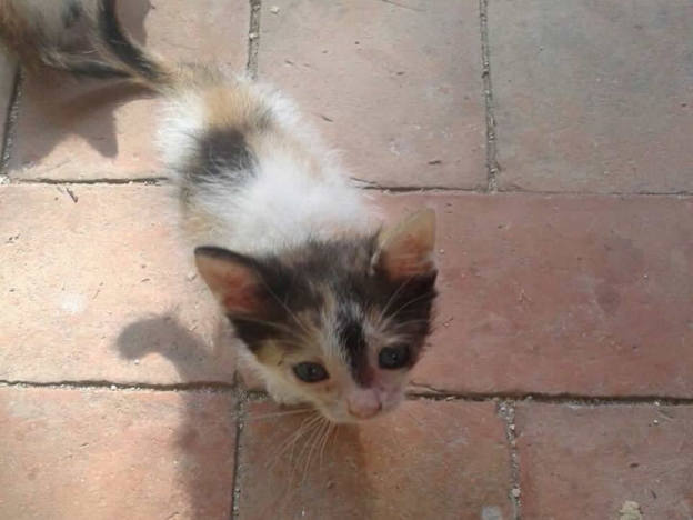 gatto_micro_gatto2