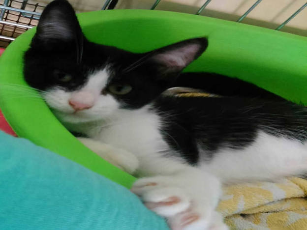gatto_ponghetta