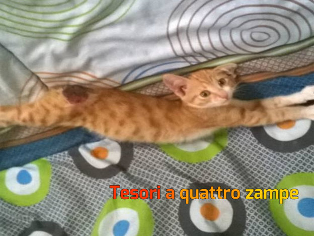 gatto_rosso_senza_coda