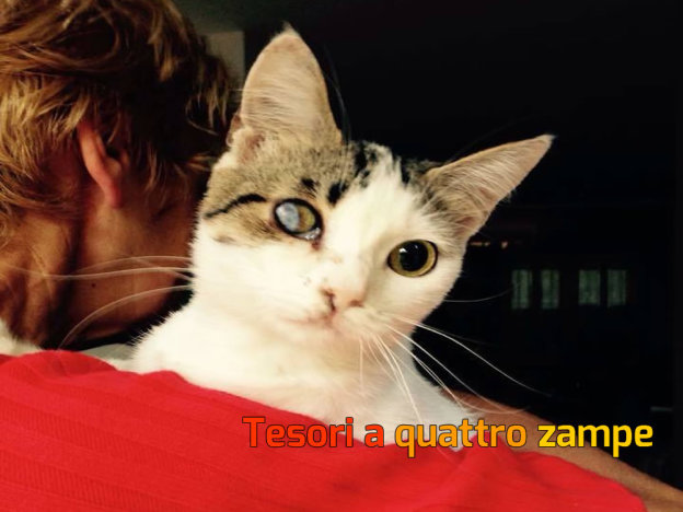 gatto_sheila_vdr