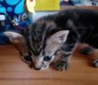 gatto_speedy_