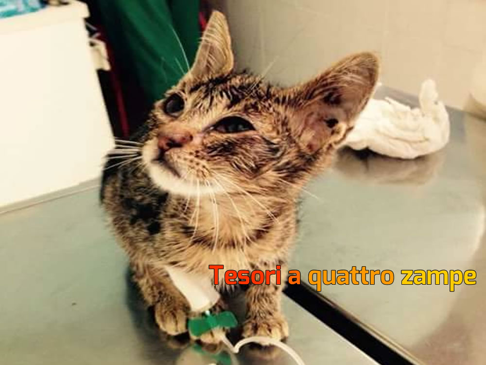 Valentino cerca uno stallo