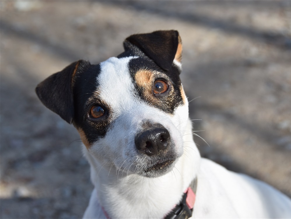 jack_russel_2