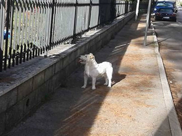 cane-via_pietro_boschi