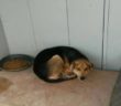 cane_acciambellato_adf_2