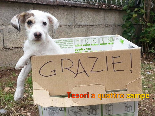 cane_bianco_adottato_sara_gagliarducci