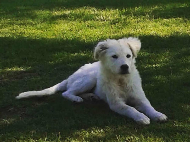 cane_bianco_cucciola_p&f