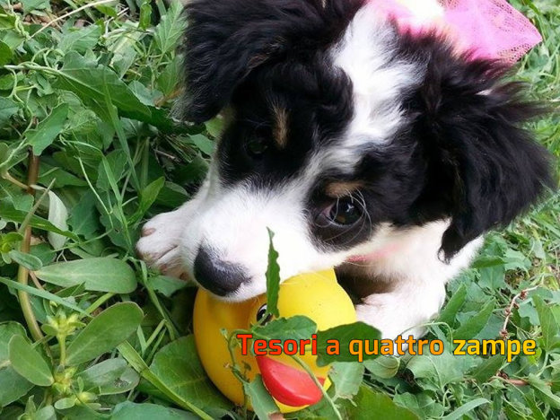cane_bianconero_adottato_sara_gagliarducci