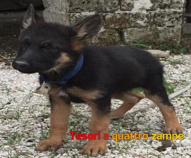 cane_borgo_rachele_lunari