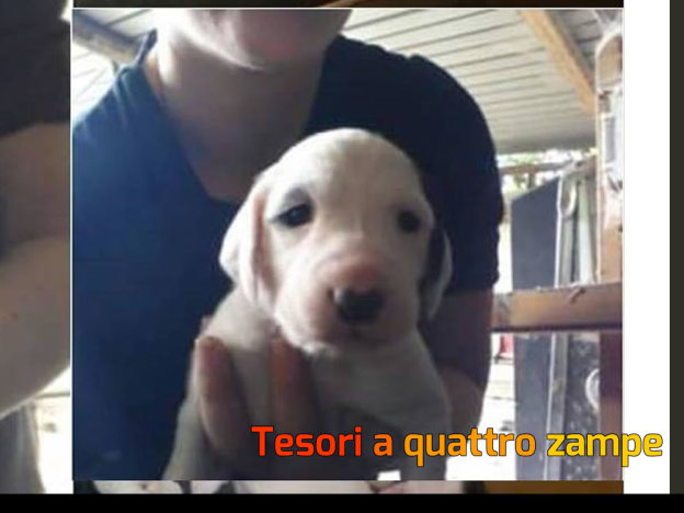 cane_cagnolina3_fabiana_panitti