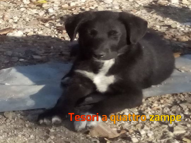cane_cagnolina_amatrice