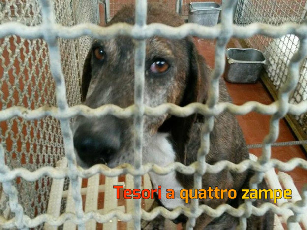 cane_cagnolina_anziana_canile_sanitario_adf