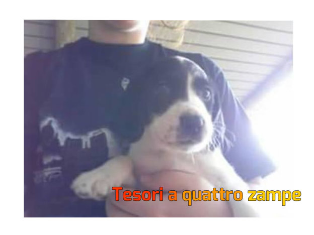 cane_cagnolina_fabiana_panitti