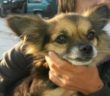 cane_cagnolina_orecchie_grandi_2