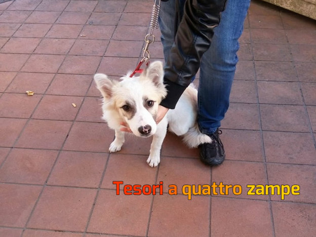 cane_cagnolina_pista_ciclabile2_vdr
