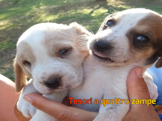 cane_cani_cuccioli_orte_alessandra_ceccarelli