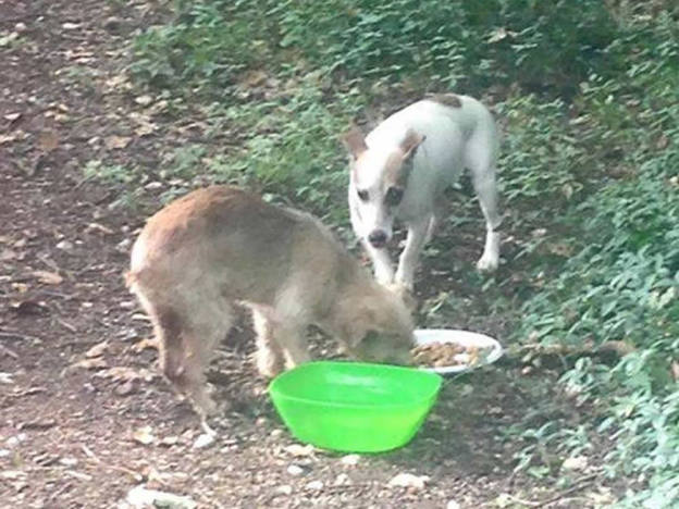 cane_cani_la_foresta
