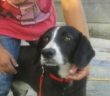 cane_canile_sanitario_rieti_bianconero_adf_02