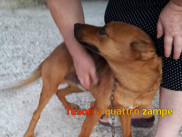 cane_charlie_serena_sacchini