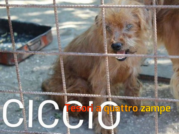 cane_ciccio_pef