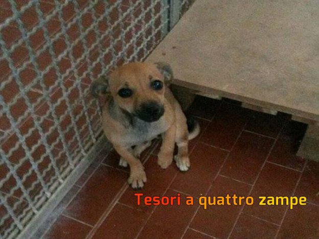cane_cuccioletto_spaventato_canile_sanitario_adf